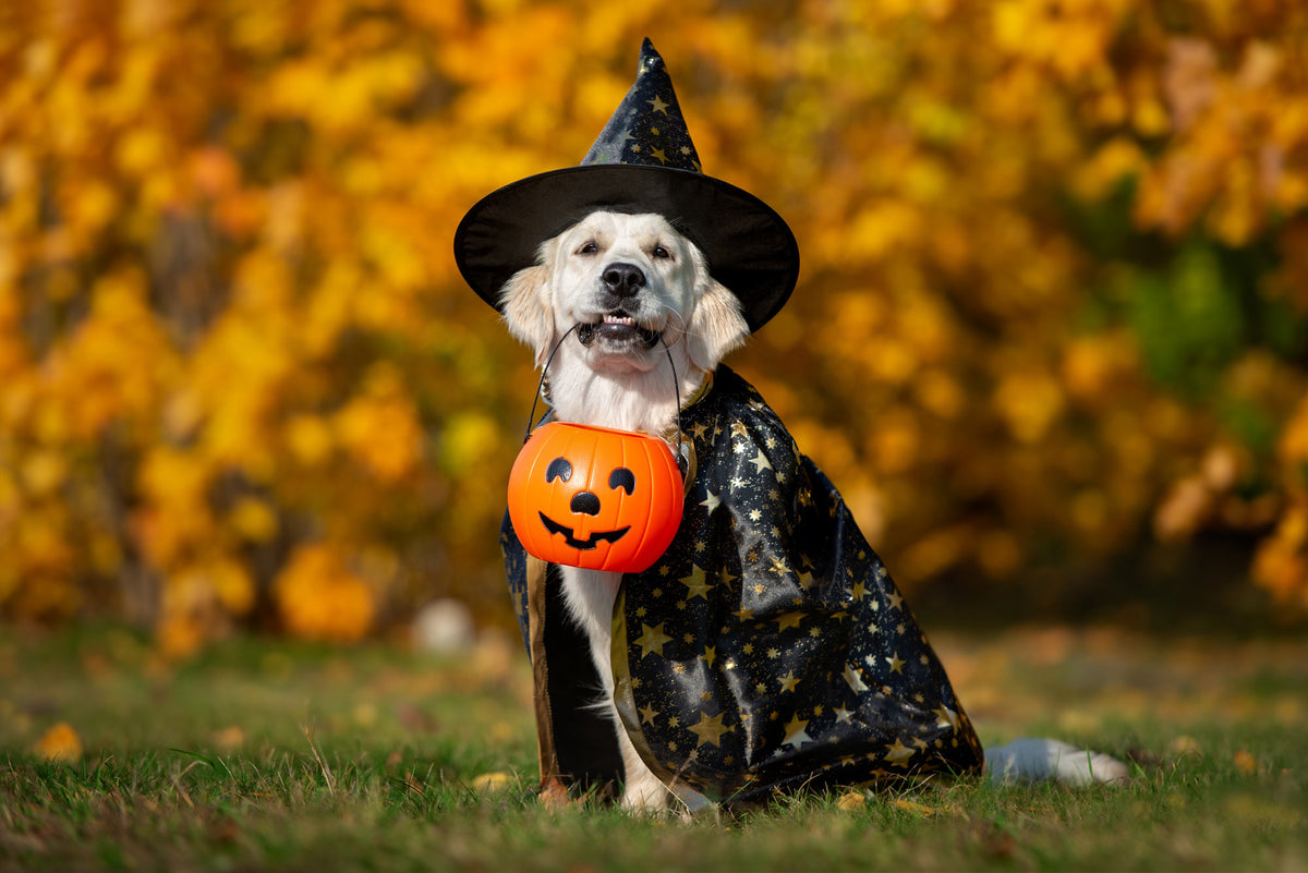 Dog Halloween Costumes: Cute No-Sew DIY Ideas