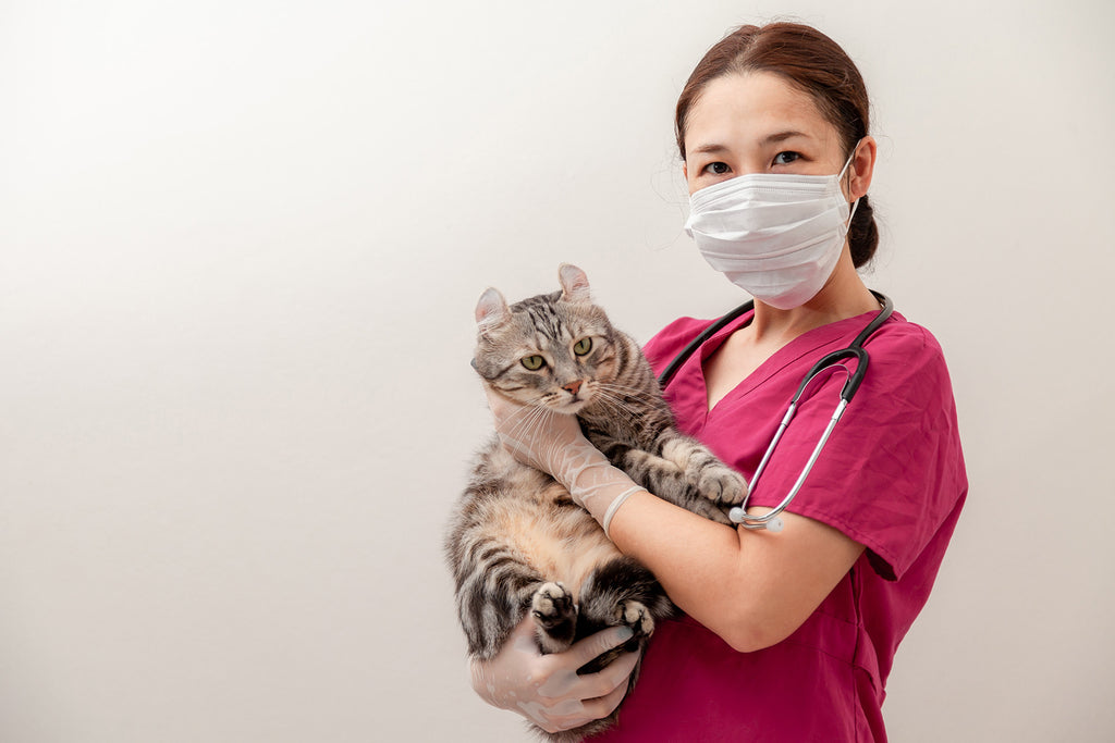 How To Safely Visit Your Vet During COVID-19