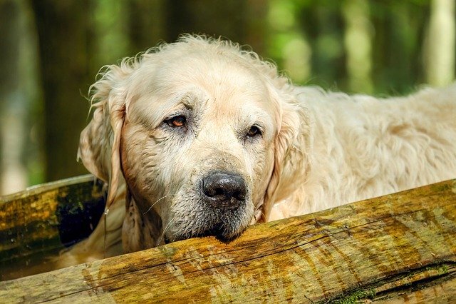 How to Care for Senior Pets