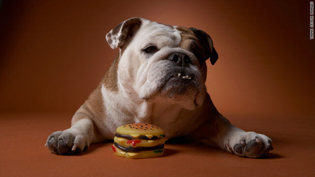 Jovi Bowl Pet Obesity Tips