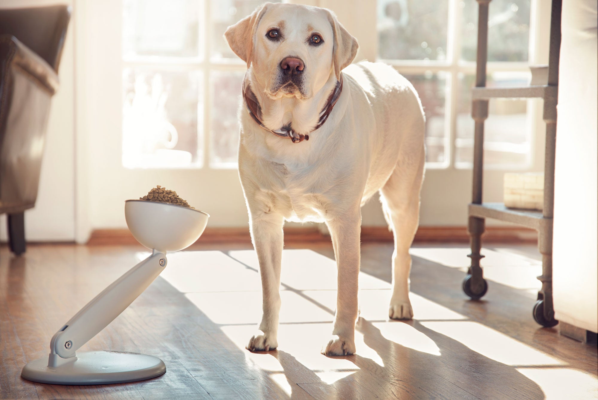 JoviBowl elevated food bowl helps every dog eat, digest food