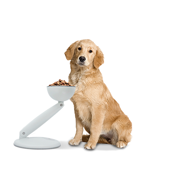 JoviBowl elevated food bowl helps every dog eat, digest food